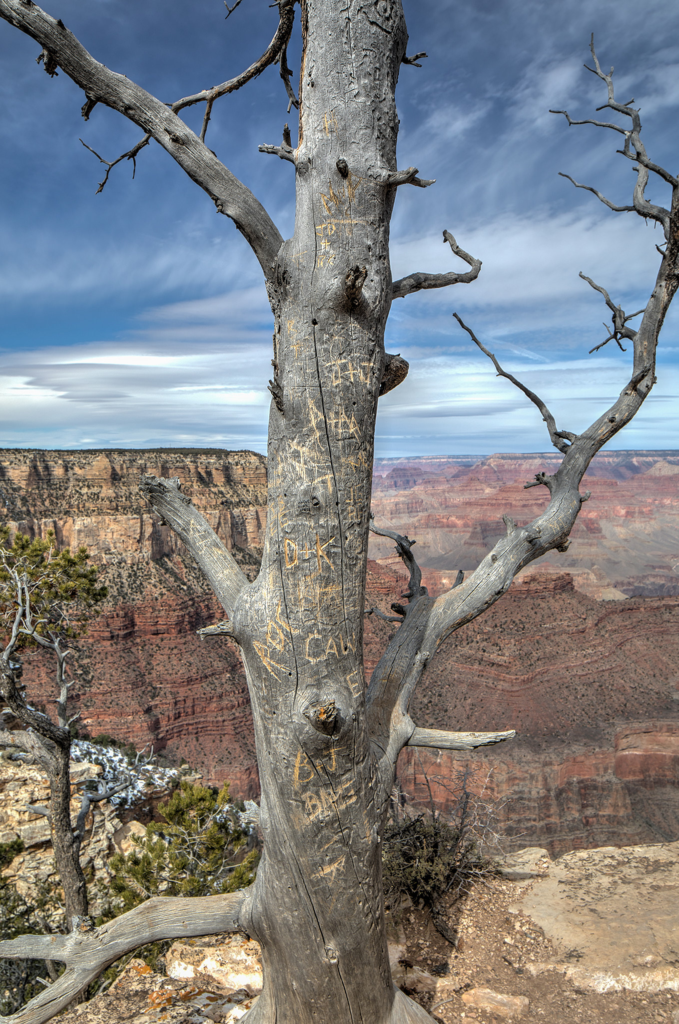 Grand tree