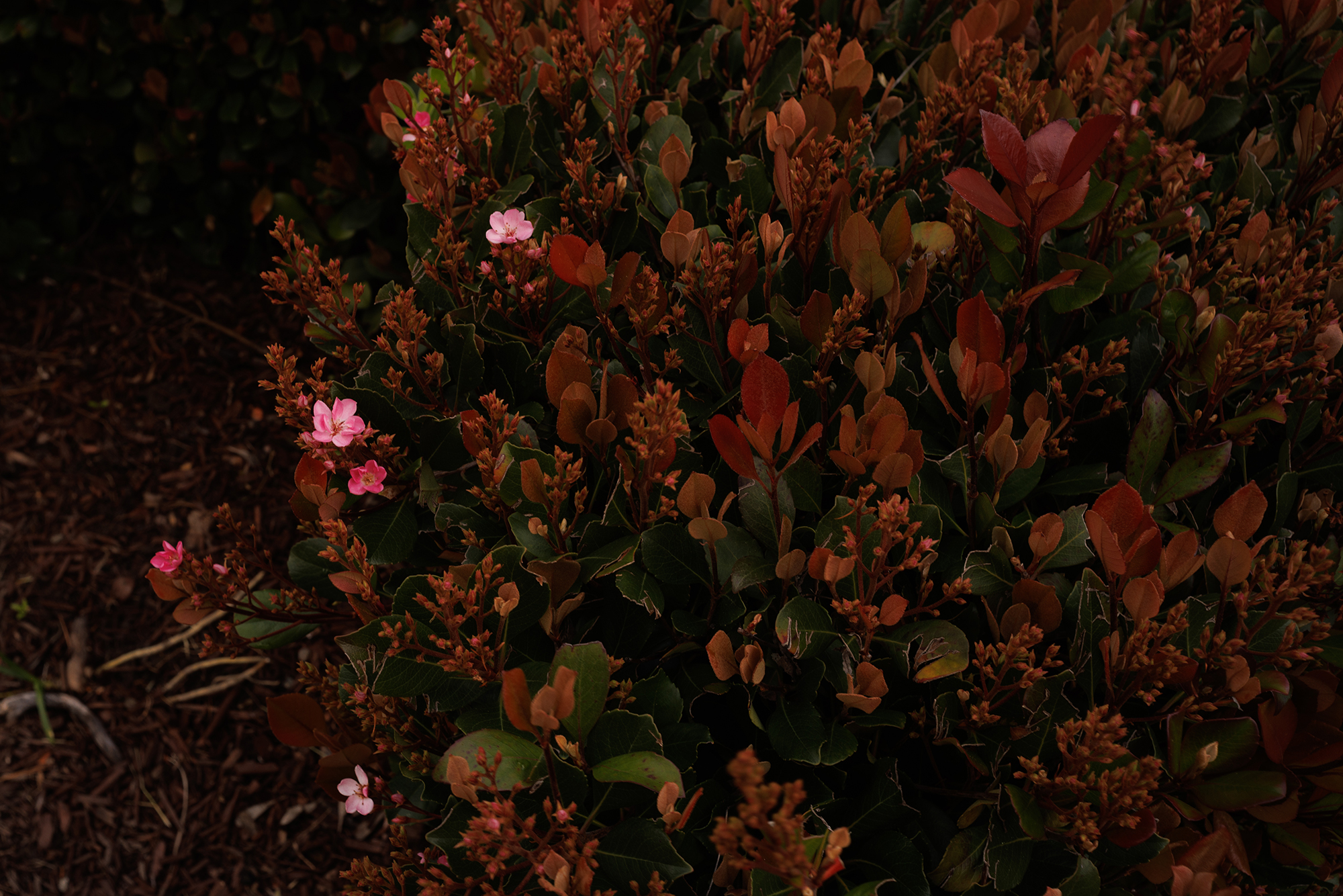 more flowers