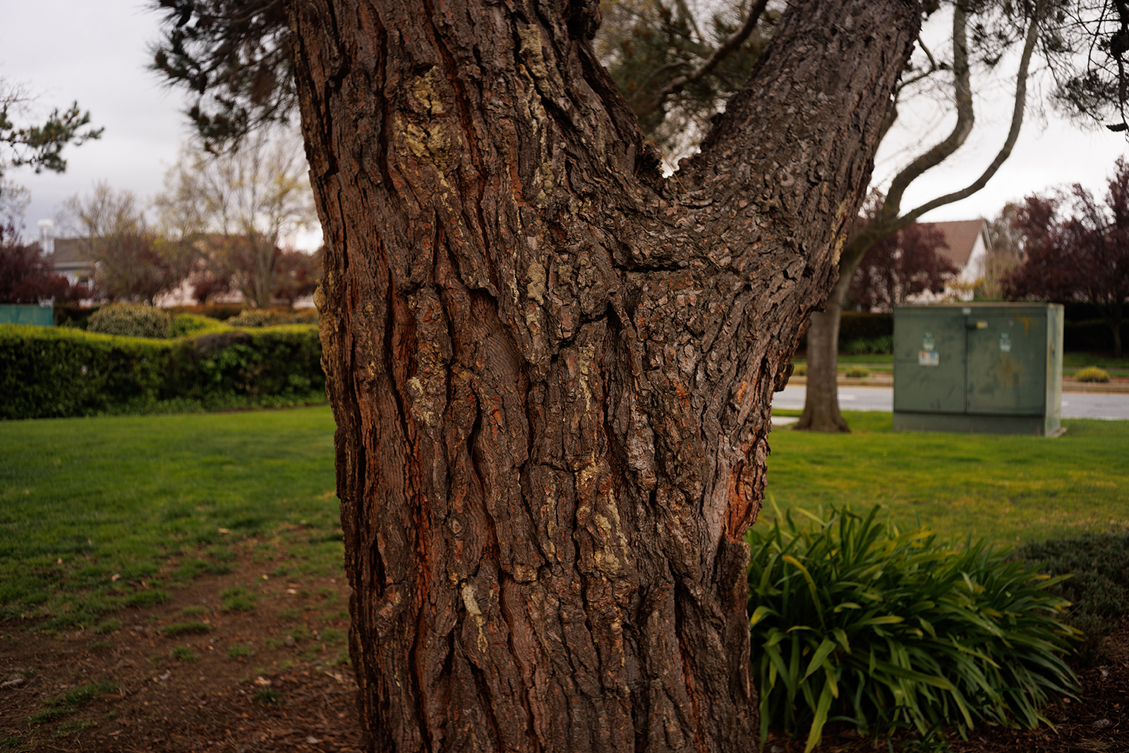 tree