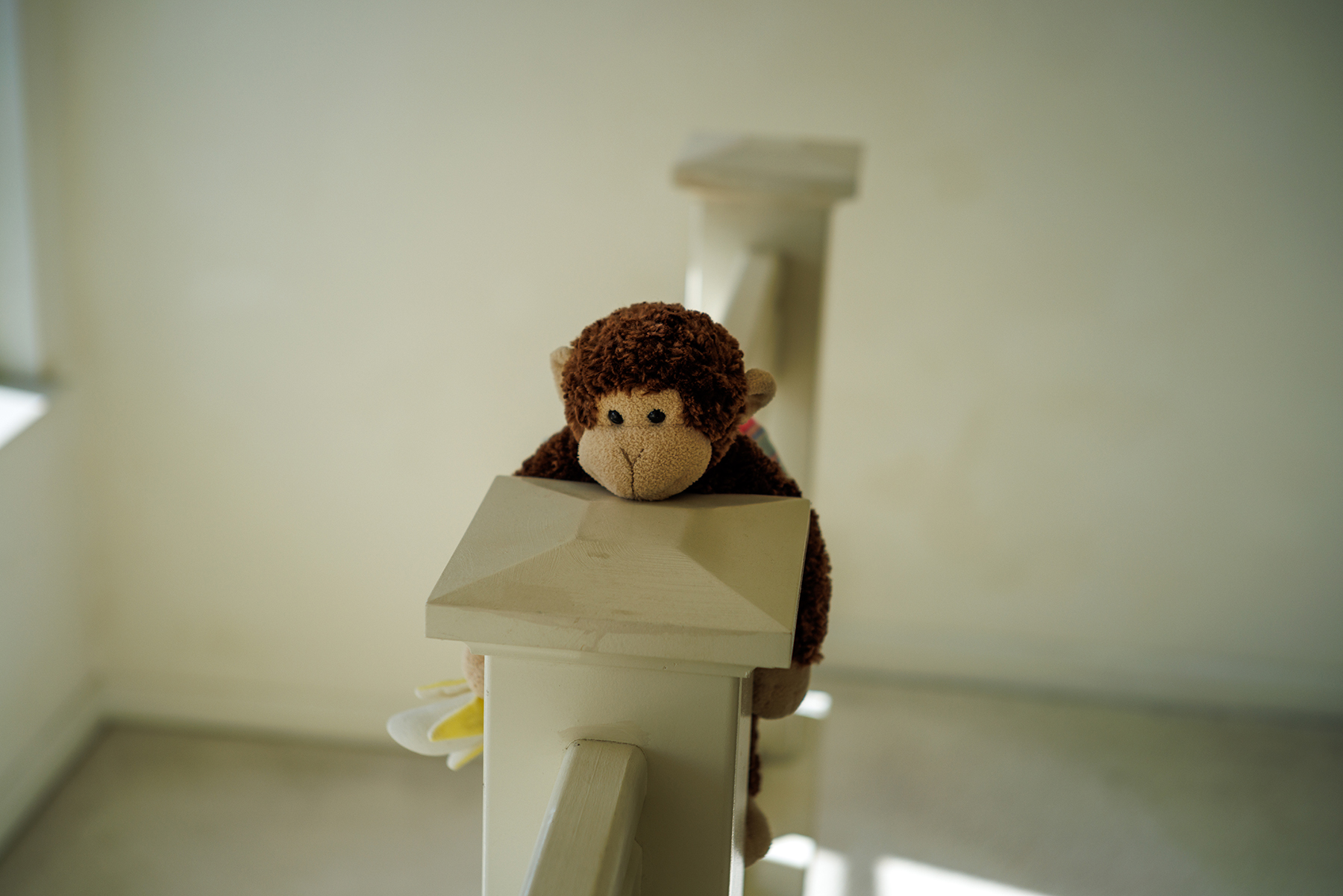 monkey
